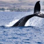 Bitcoin whales build long positions as funding stays deeply negative