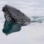 A bitcoin whale that went silent in 2013 moves $40 million in BTC