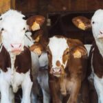 Brazilian farmers tokenized dairy cows to get loans, bypassing bank lending limits